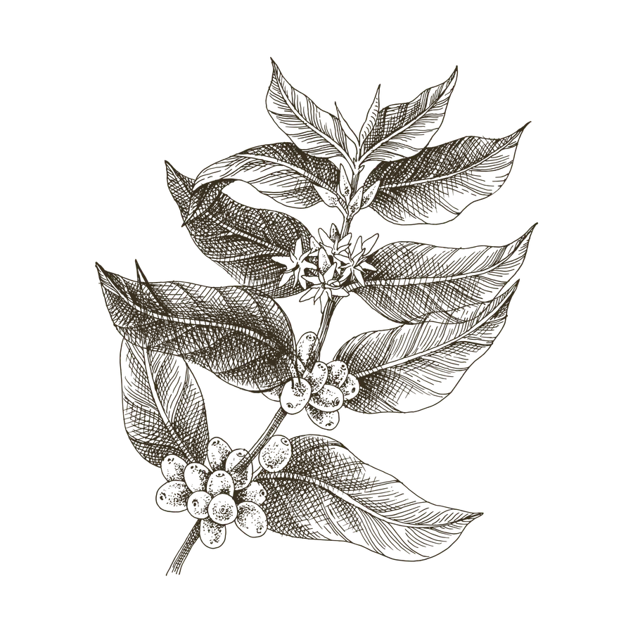 Engraved botanical plate: coffee branch in flower