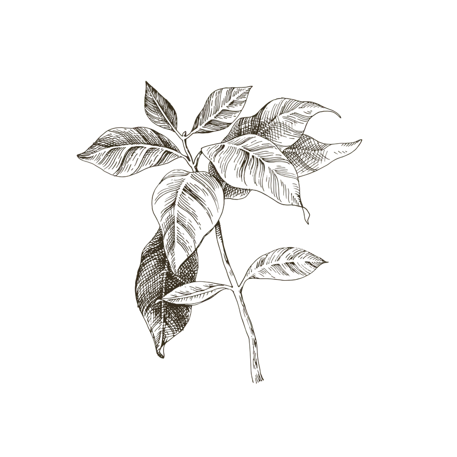 Engraved botanical plate: tea leaf
